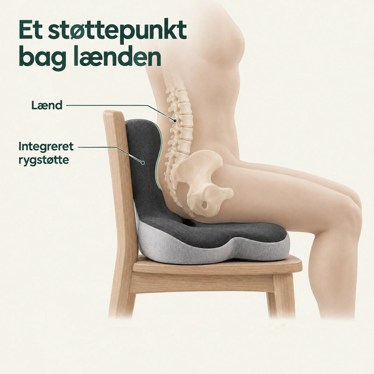 Anatomisk illustration set fra siden: lænden er vist inde i kroppen, og Roligs integrerede rygstøtte er placeret bag den nederste del af ryggen.